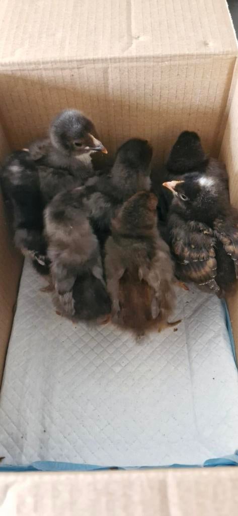 Marans mix kuikens