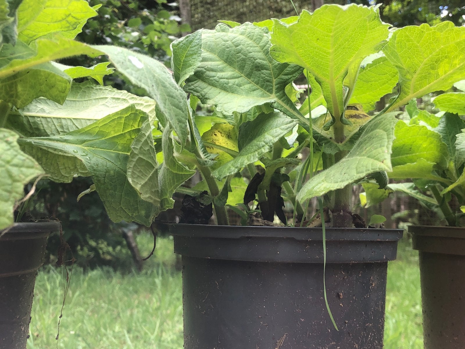 Yacon / Appelwortel, Tuin en Terras, Planten | Tuinplanten, Ophalen, Volle zon, Groenteplanten, Eenjarig