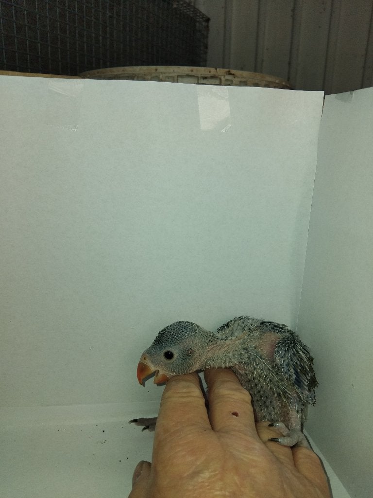 baby pyrhura's, Tam