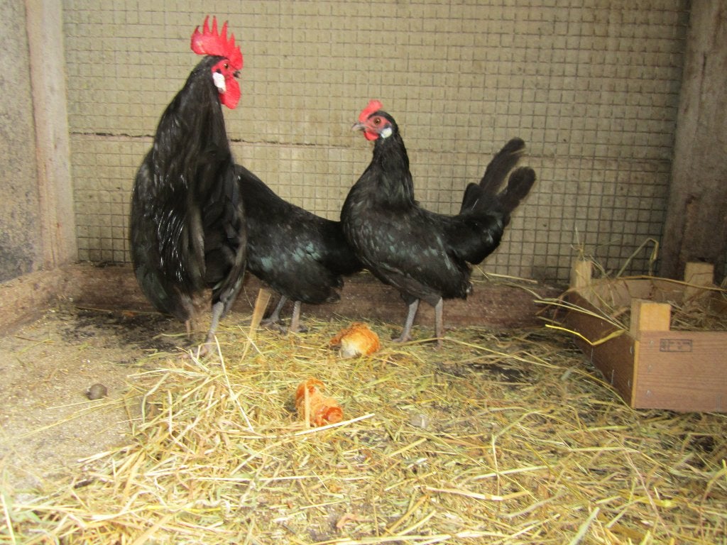 Mooie trio friese hoenders krielen, Dieren en Toebehoren, Pluimvee, Meerdere dieren, Kip