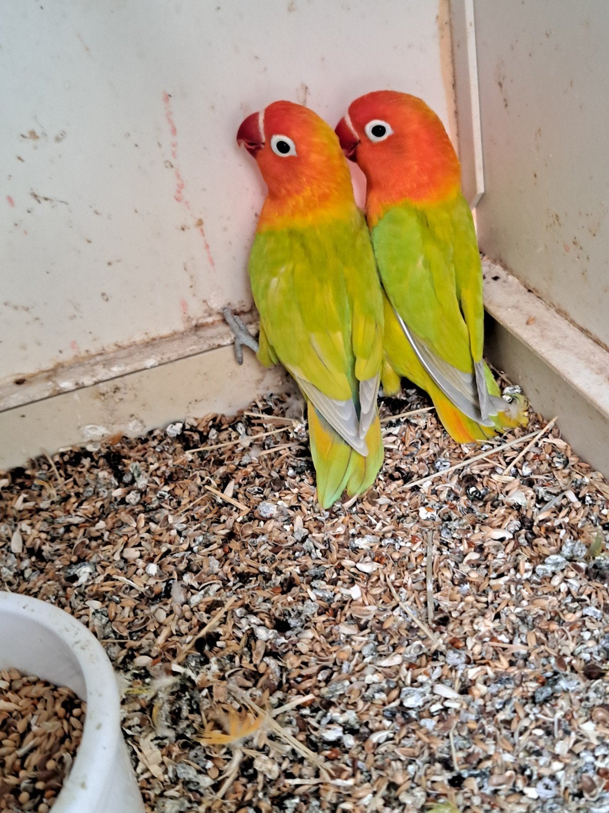 Ficheris groene dilute opaline/ opaline blauw, Plusieurs animaux, Perroquet nain ou Inséparable, Bagué