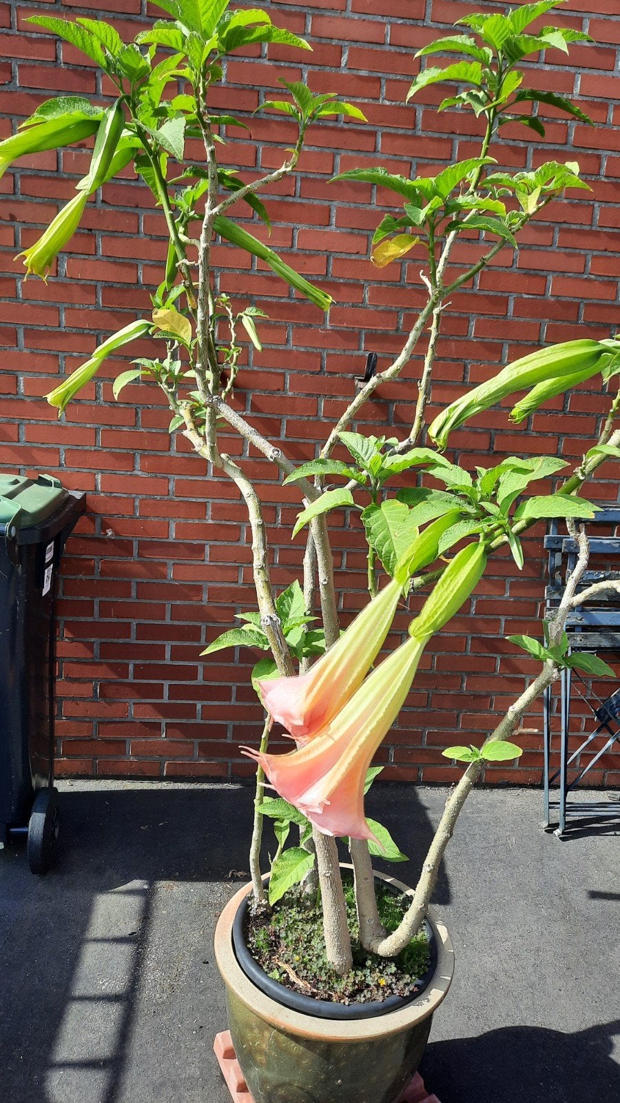 roos kelk bloem 4 stengels, Tuin en Terras, Ophalen