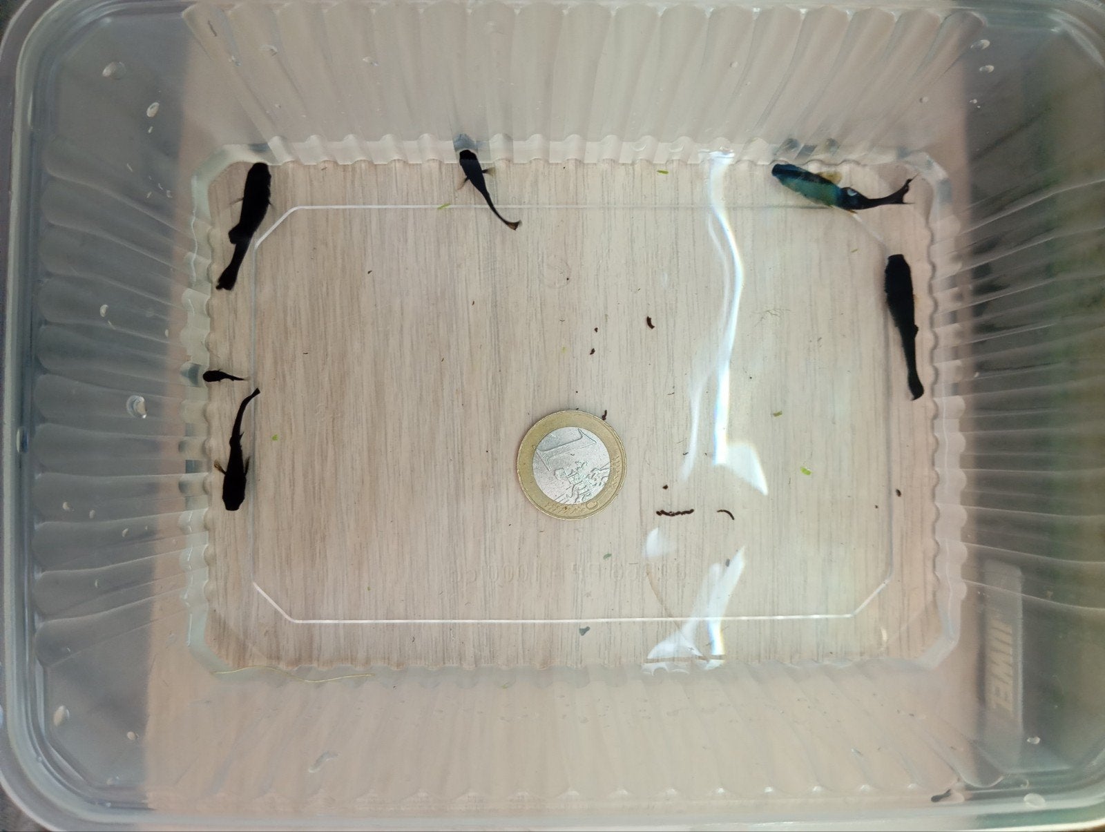 6 guppies, Dieren en Toebehoren