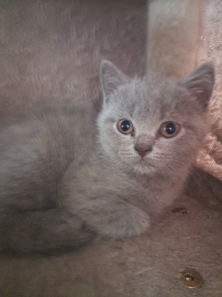 Britse korthaar, Dieren en Toebehoren, Kater, Gechipt, 0 tot 2 jaar