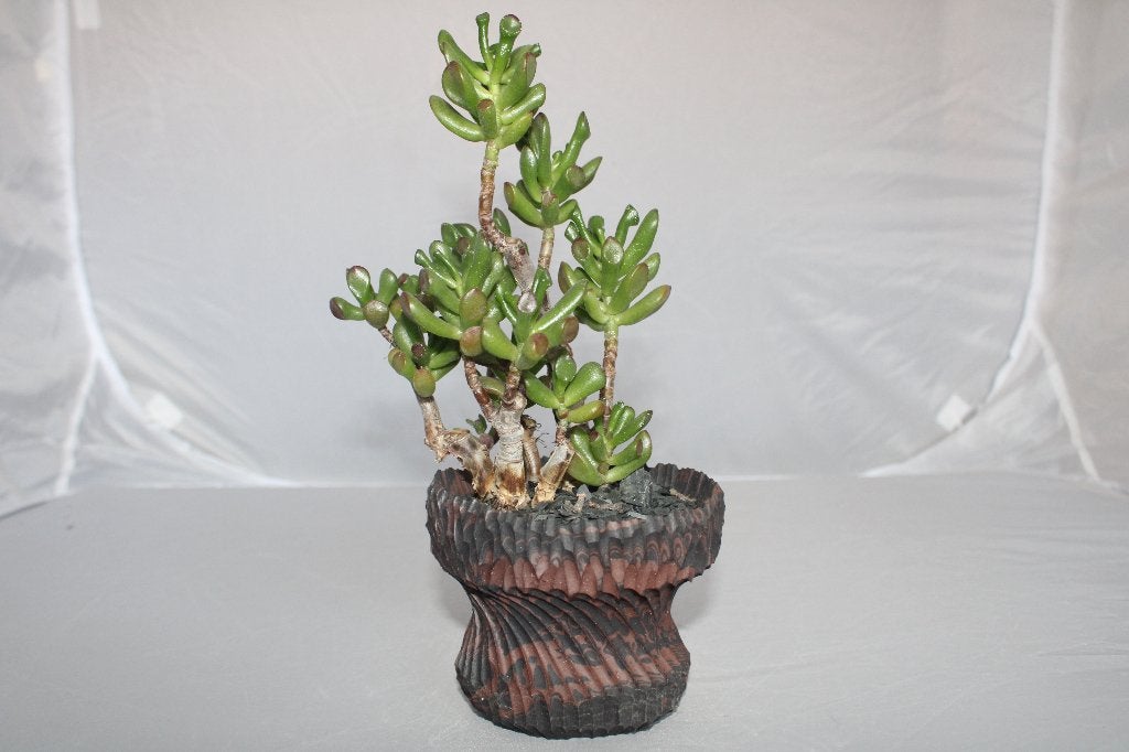 crassula ovata, Plante succulente, Moins de 100 cm, Plante verte, Plein soleil