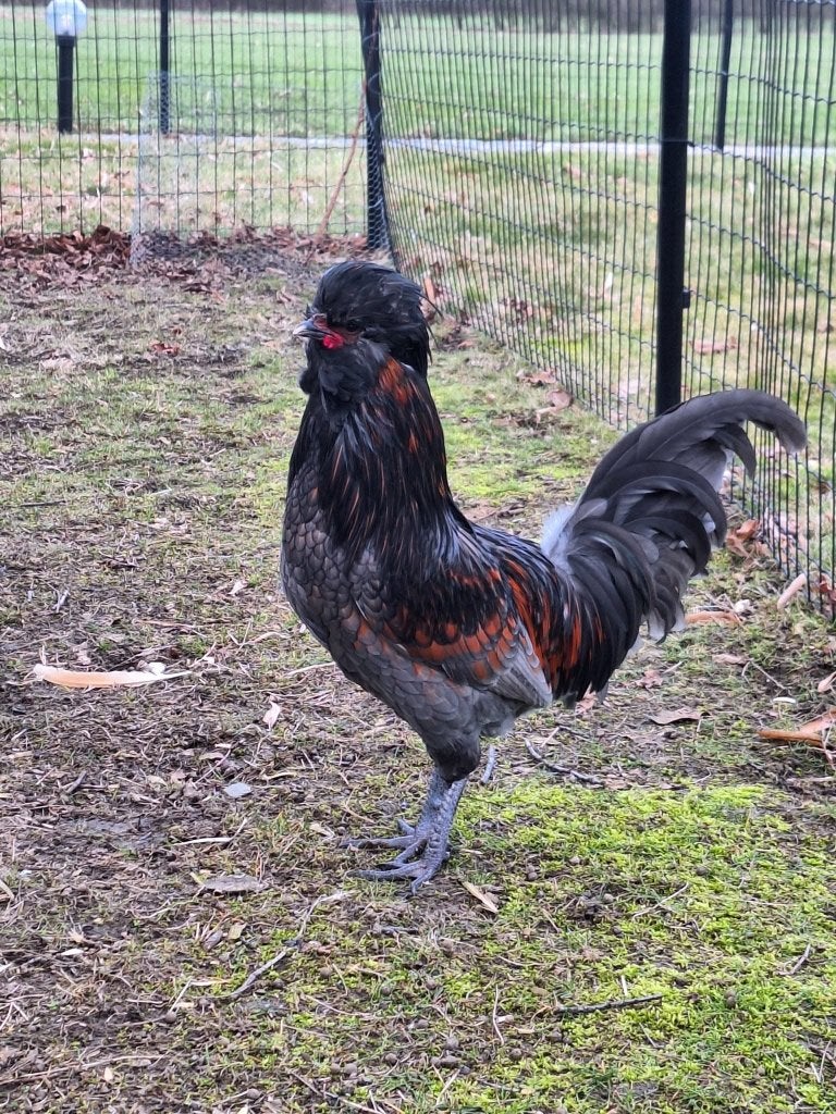 padua haan, Dieren en Toebehoren, Mannelijk, Kip