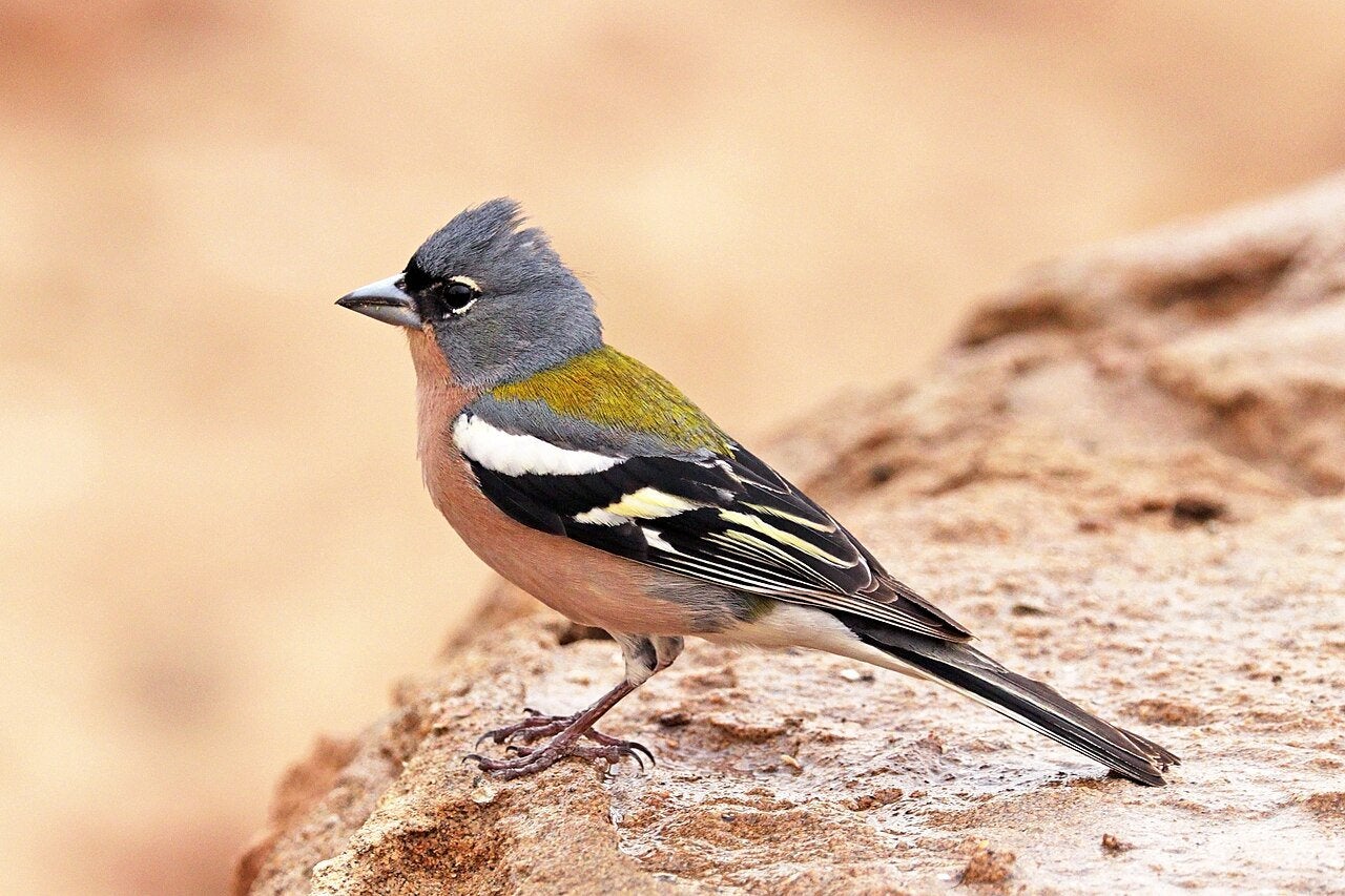 Afrikaanse vink, Mâle, Oiseau chanteur sauvage, Bagué