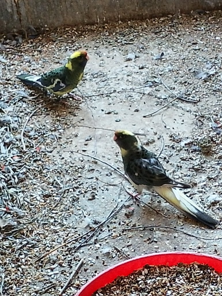pennant rosella, Meerdere dieren, Parkiet, Geringd