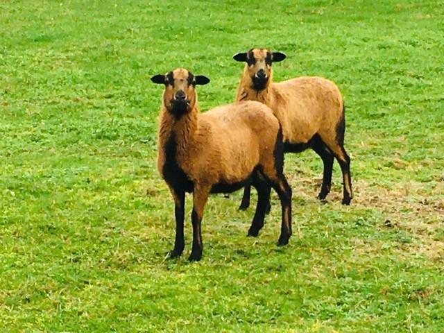Kameroen schapen 2 jonge ooien / ooien + lammetjes ram/ooi, Dieren en Toebehoren, Schapen, Geiten en Varkens, Vrouwelijk, Schaap