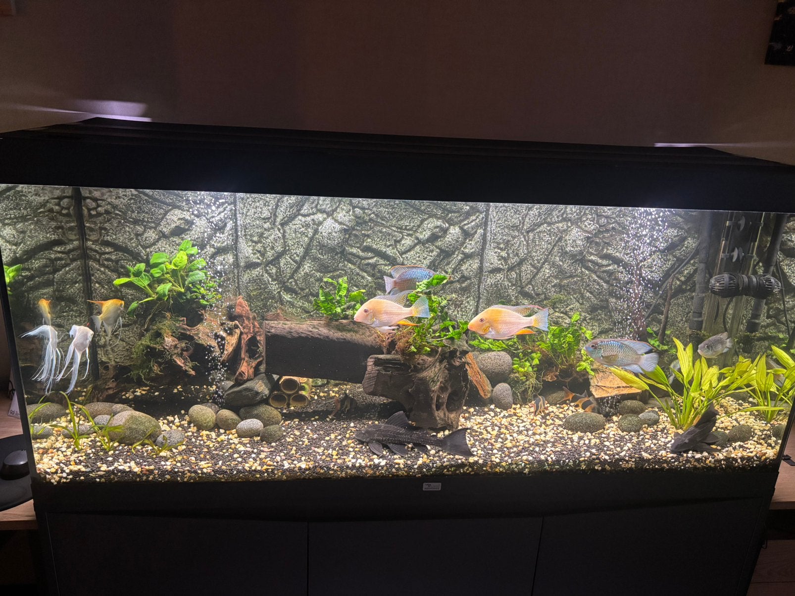 Stock de poisson à vendre, Animaux & Accessoires, Poissons | Poissons d'aquarium, Poisson d'eau douce
