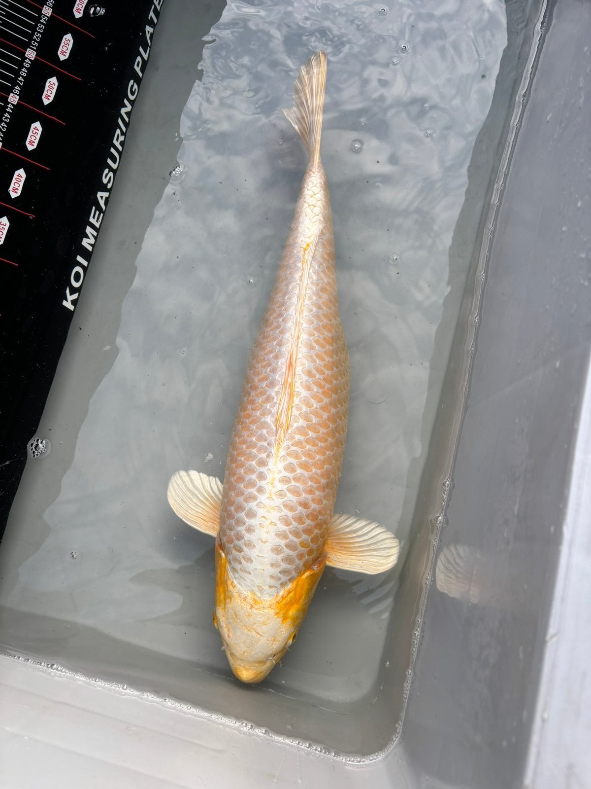 Yamabuki et tanco 60 et 65cm, Enlèvement