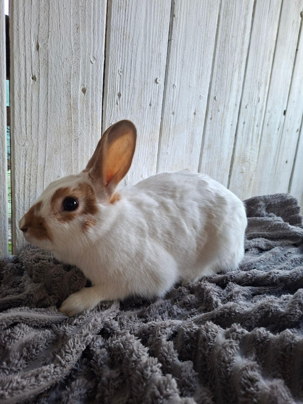 Vlinderkonijn, Dieren en Toebehoren, Konijnen, Vrouwelijk, Middelgroot, 0 tot 2 jaar