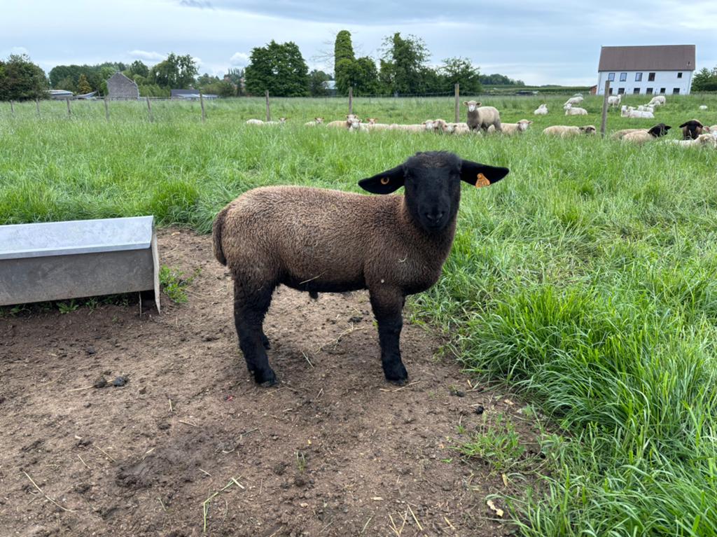 Fokrammen te koop, Dieren en Toebehoren, Schapen, Geiten en Varkens, Mannelijk, Schaap, 0 tot 2 jaar