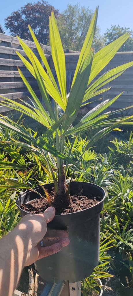 trachicarpus fortunei, Tuin en Terras, Ophalen, Winter, In pot
