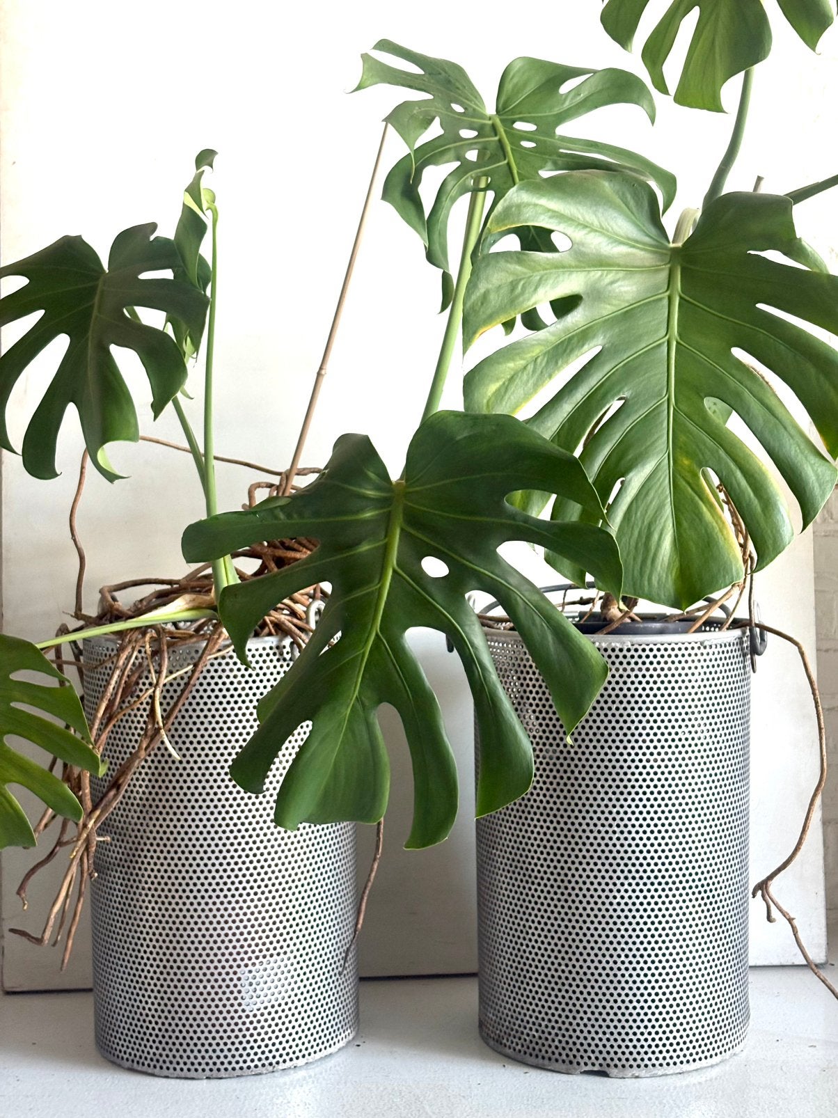 Monstera + ancien bac perforé industriel vintage cache-pots, Enlèvement, Moins de 100 cm