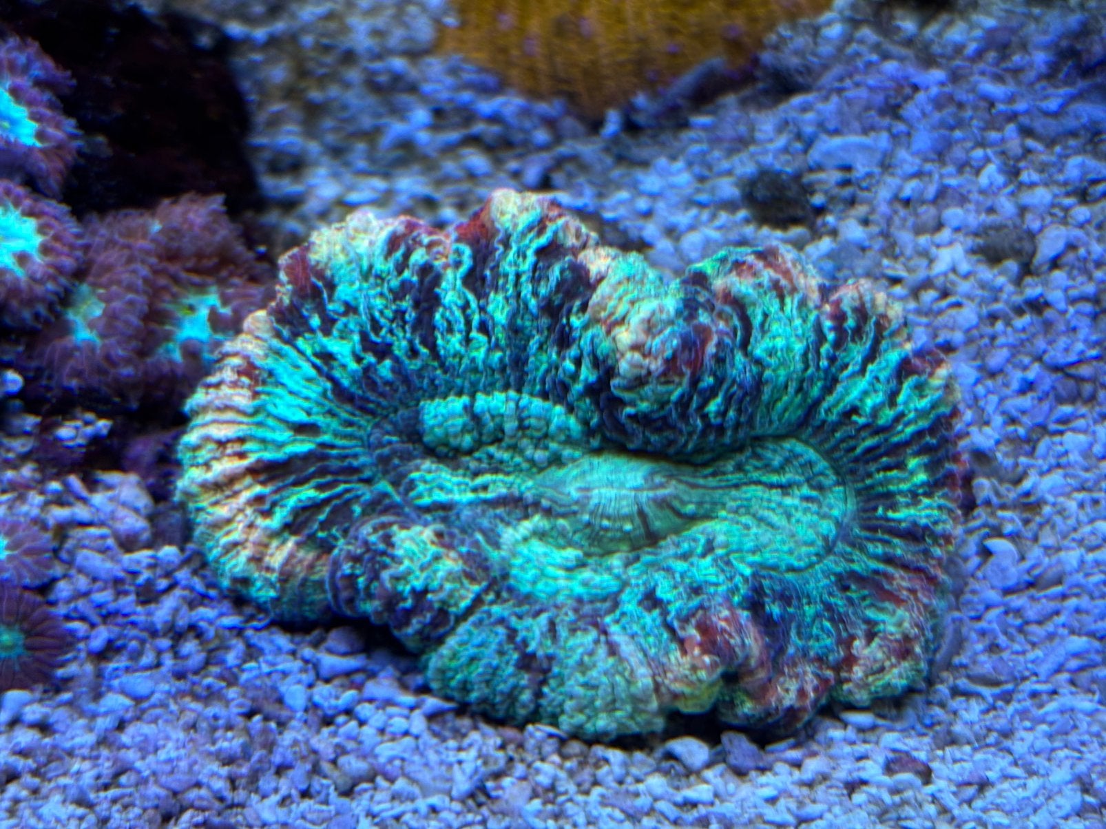 Trachyphyllia Geoffroyi ultra rainbow, Dieren en Toebehoren, Overige typen, Zoutwatervis