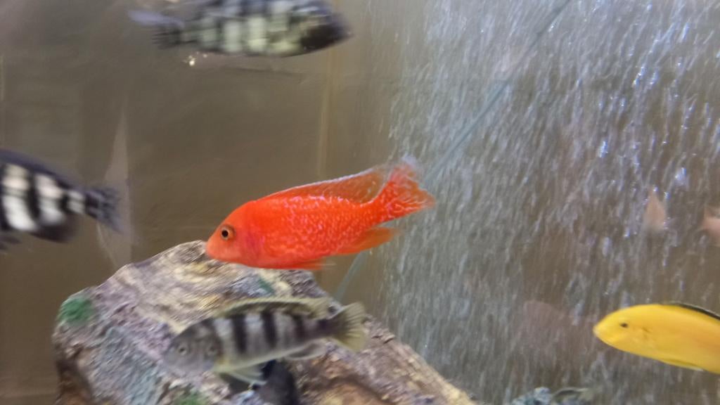 Malawi cichliden, Dieren en Toebehoren, Vissen | Aquariumvissen