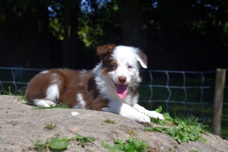 Prachtig Border Collie pupje, Dieren en Toebehoren, Honden | Herdershonden en Veedrijvers, Parvo, België, 8 tot 15 weken, Teef
