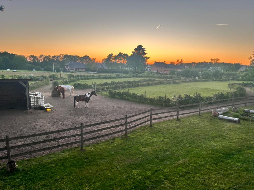 Paddock Paradise à Betekom, Pâturage