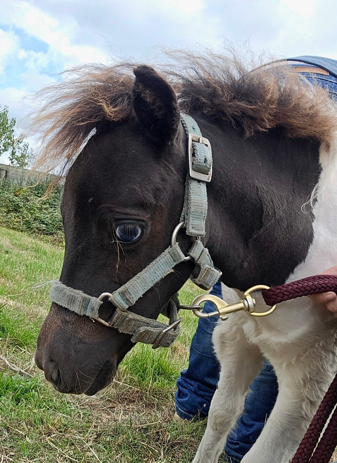 prachtig minipaardje, Dieren en Toebehoren