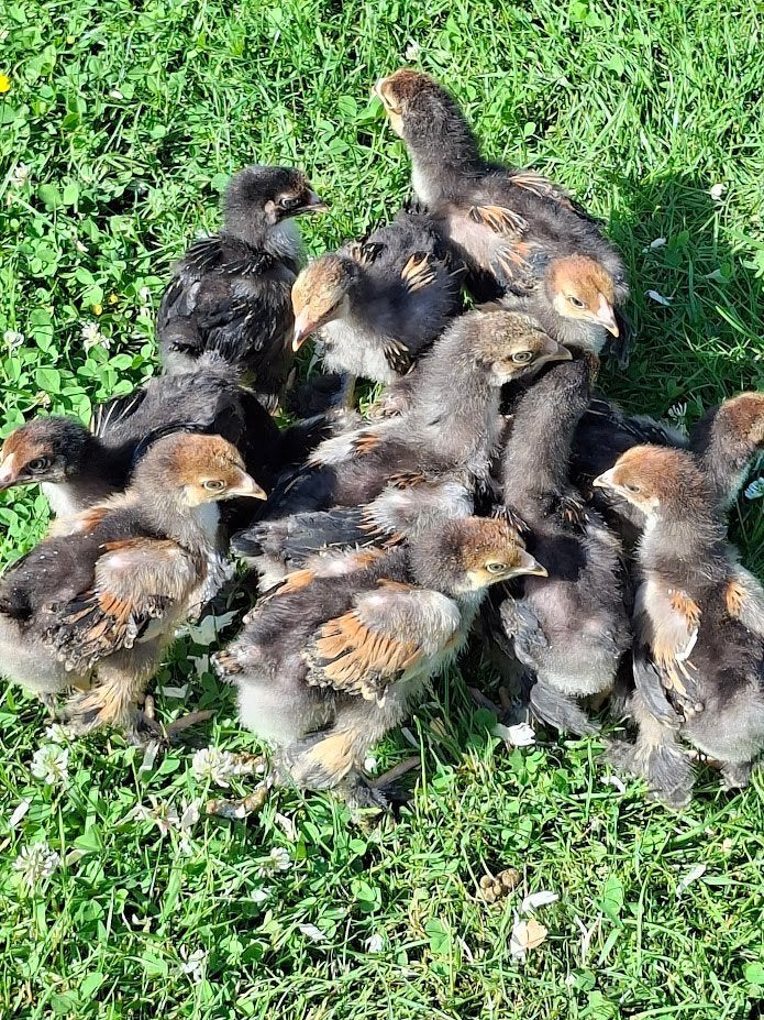 Poussins Brahma ourlés doré/noir, Animaux & Accessoires, Sexe inconnu, Poule ou poulet