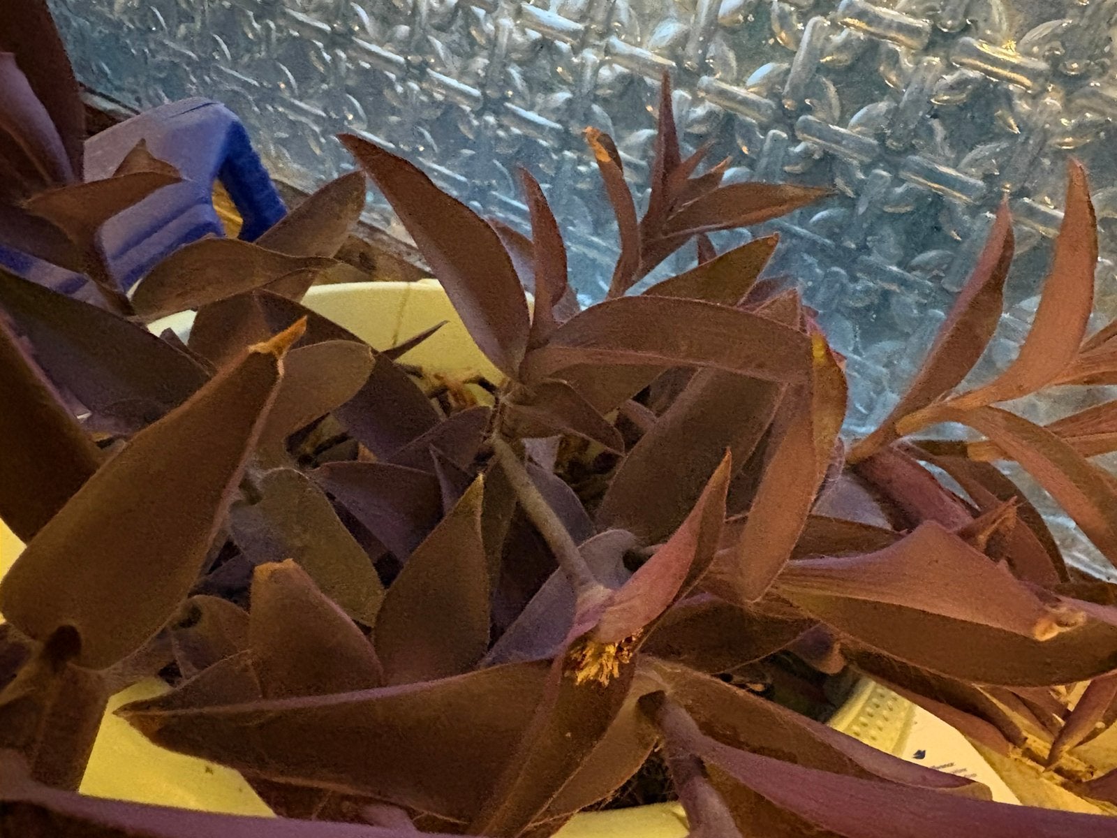 Tradescantia stekken, Enlèvement ou Envoi