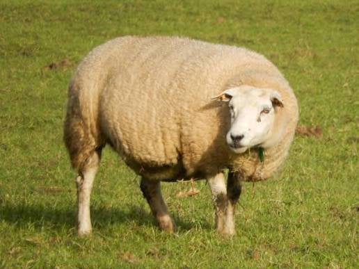 Gezocht oude ooien, Dieren en Toebehoren, Schapen, Geiten en Varkens