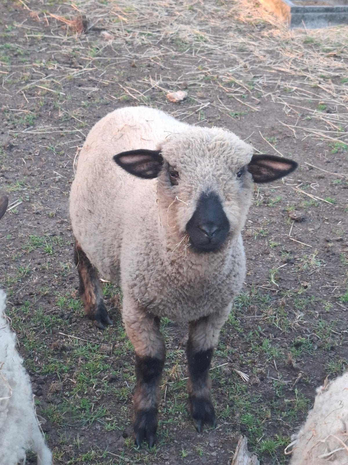 Hamshire raszuiver bok en moerelam, Dieren en Toebehoren