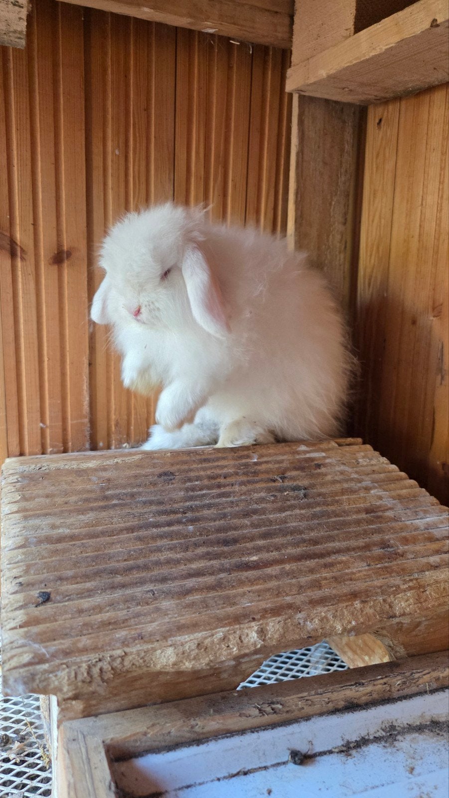 konijntje(v) zoekt goede thuis🐰, Dieren en Toebehoren