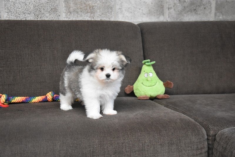 Maltipom reutje, Parvo, België, Reu, 8 tot 15 weken