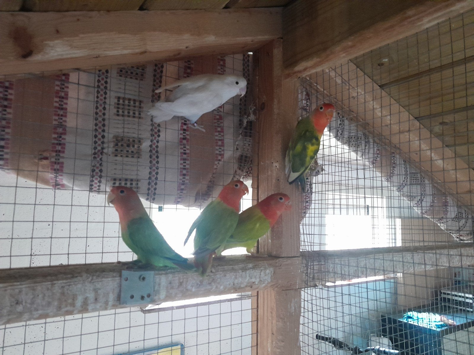 Dewargpapagaaien, Animaux & Accessoires, Oiseaux | Perruches & Perroquets