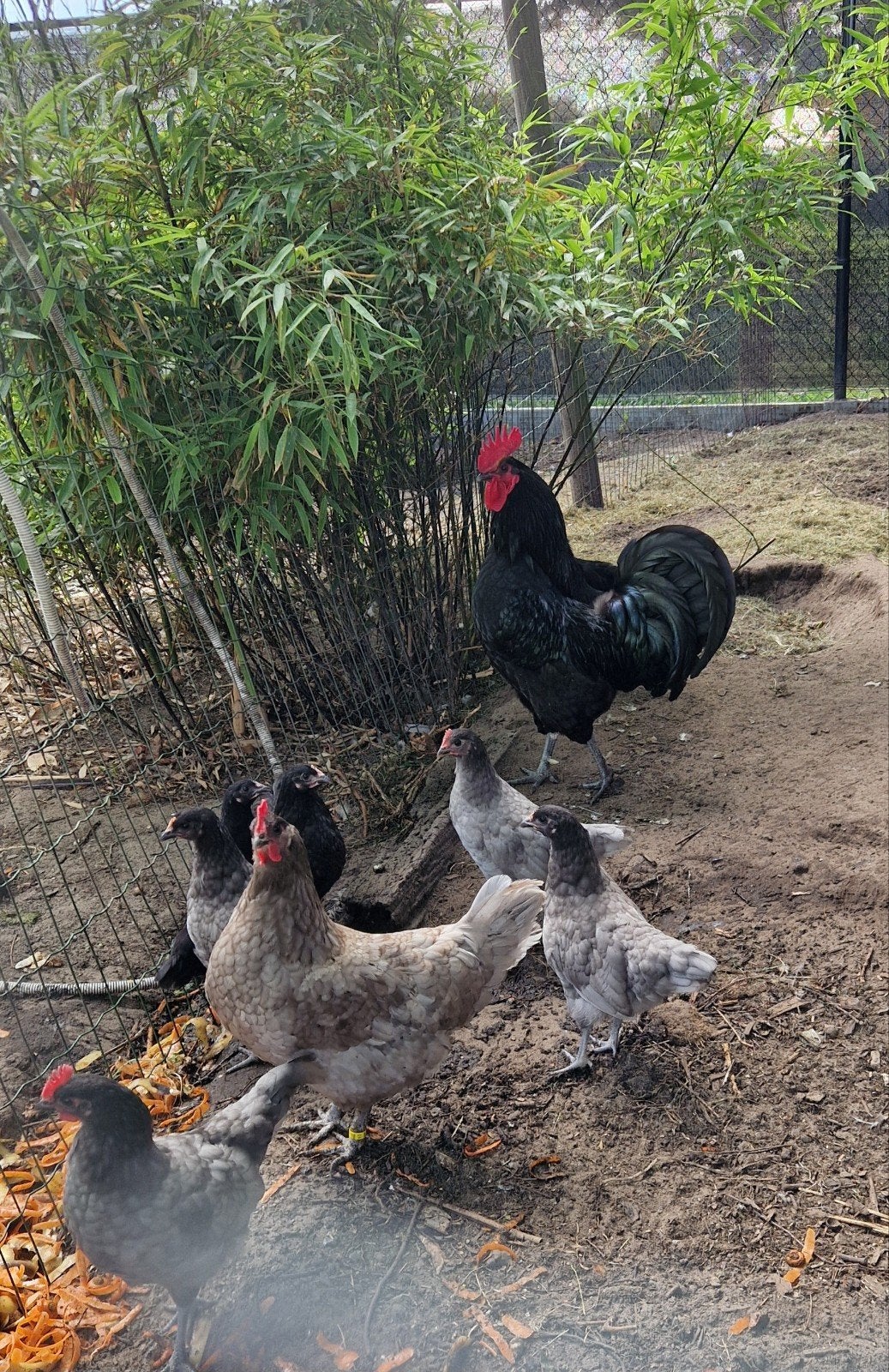 Hervehoen, Dieren en Toebehoren