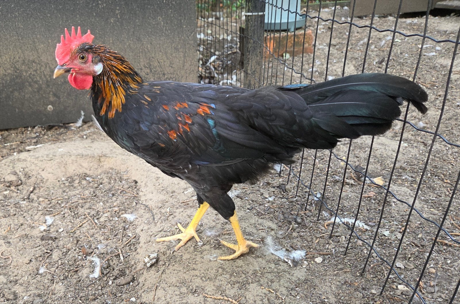 Verschillende leghornhanen, Animaux & Accessoires