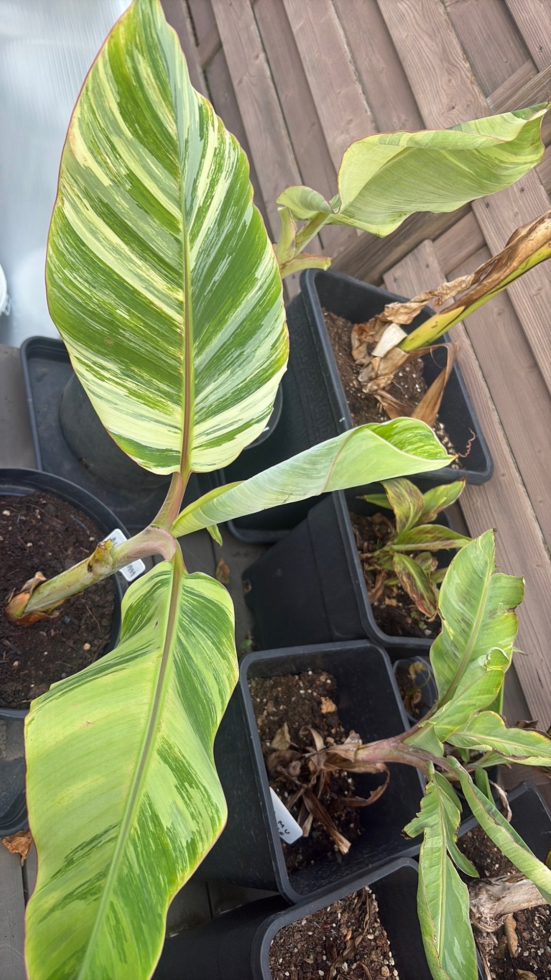 Musa namwah kom, Tuin en Terras, Planten | Tuinplanten, Overige soorten, Volle zon, Vaste plant, Ophalen of Verzenden