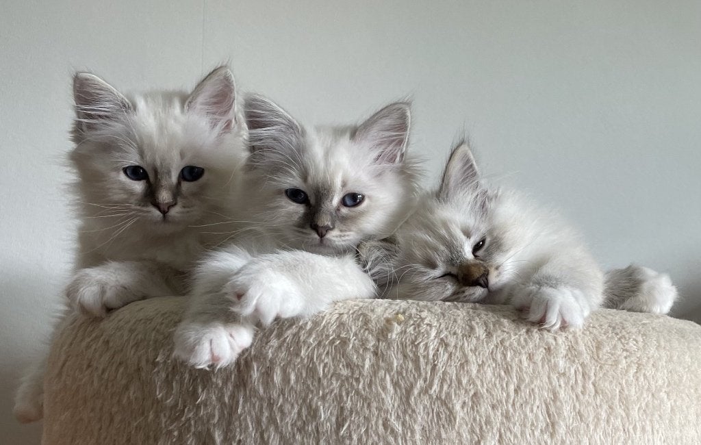 Kittens Heilige Birmaan, Poes, Gechipt, 0 tot 2 jaar