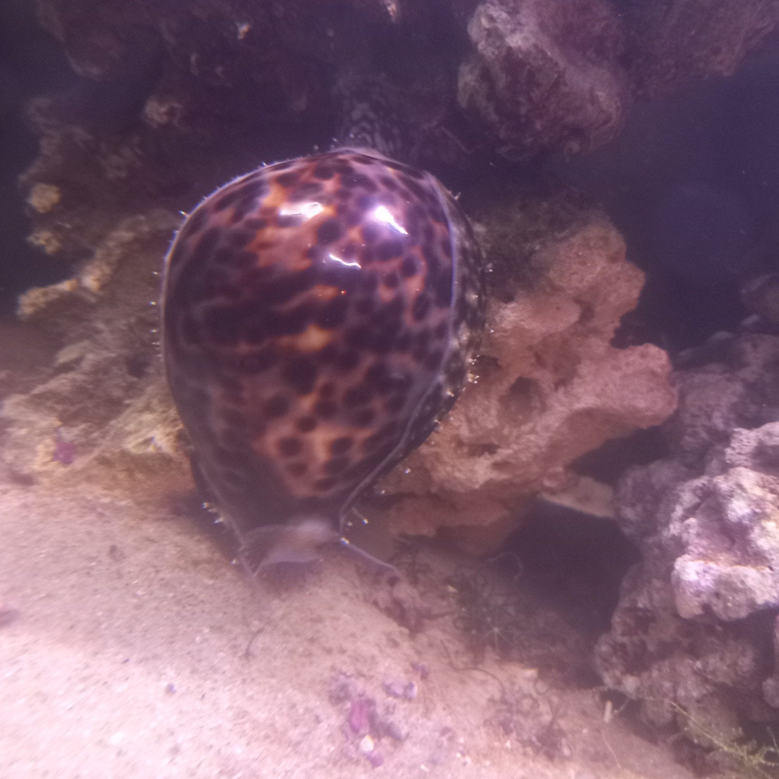 Cauri tigré (Cypraea tigris), Animaux & Accessoires, Escargot ou Mollusque, Poisson de mer