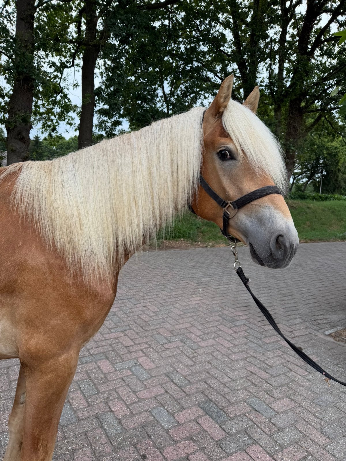 Hongre haflinger de 3 ans à vendre, Hongre, Poney de récréation, Avec pedigree, 3 à 6 ans