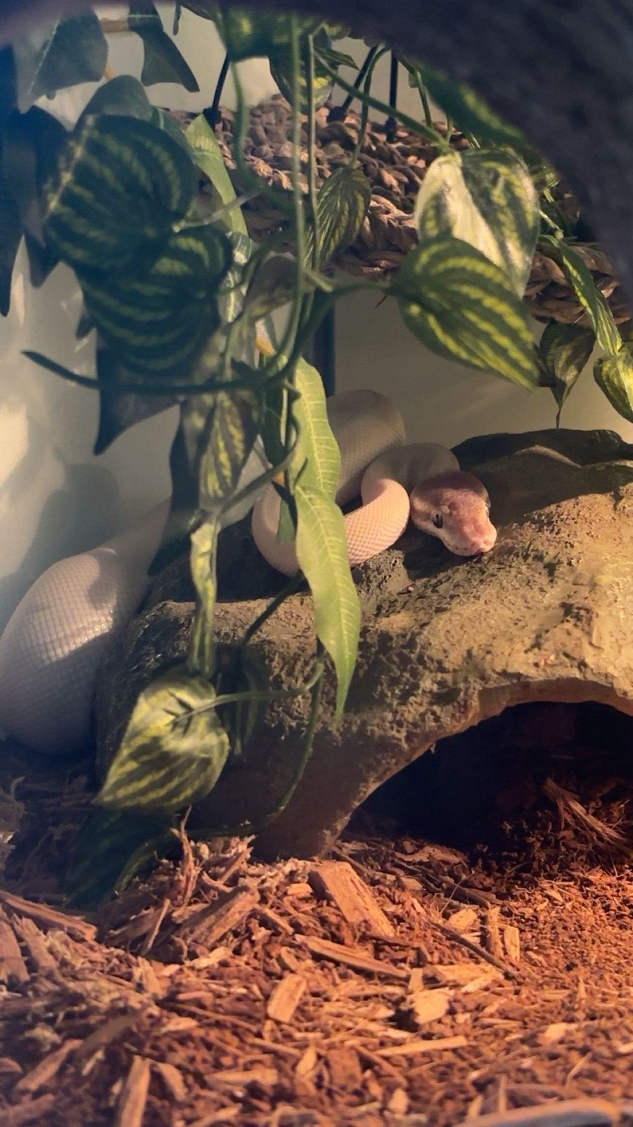 Terarium avec boule en python, Animaux & Accessoires, Enlèvement, Comme neuf