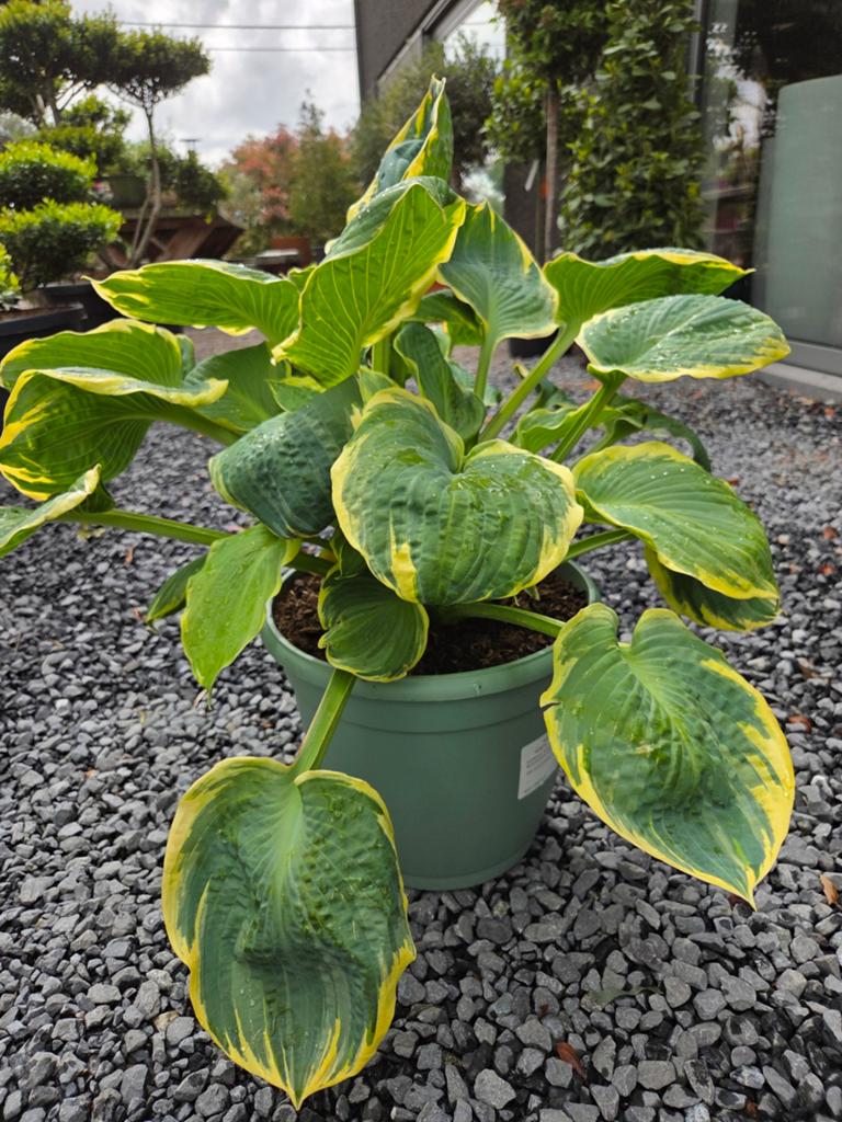Hosta - Hartlelie, Tuin en Terras, Ophalen, Halfschaduw