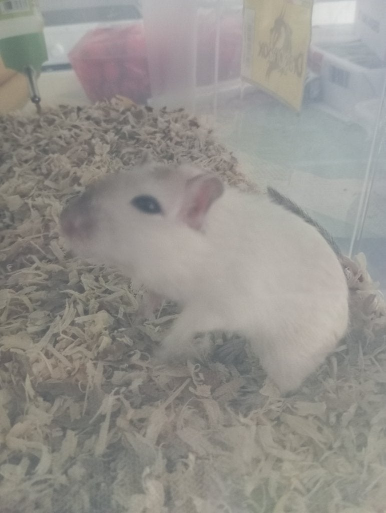 Vrouwelijke gerbil, Vrouwelijk, Januari, Overige typen, Tam