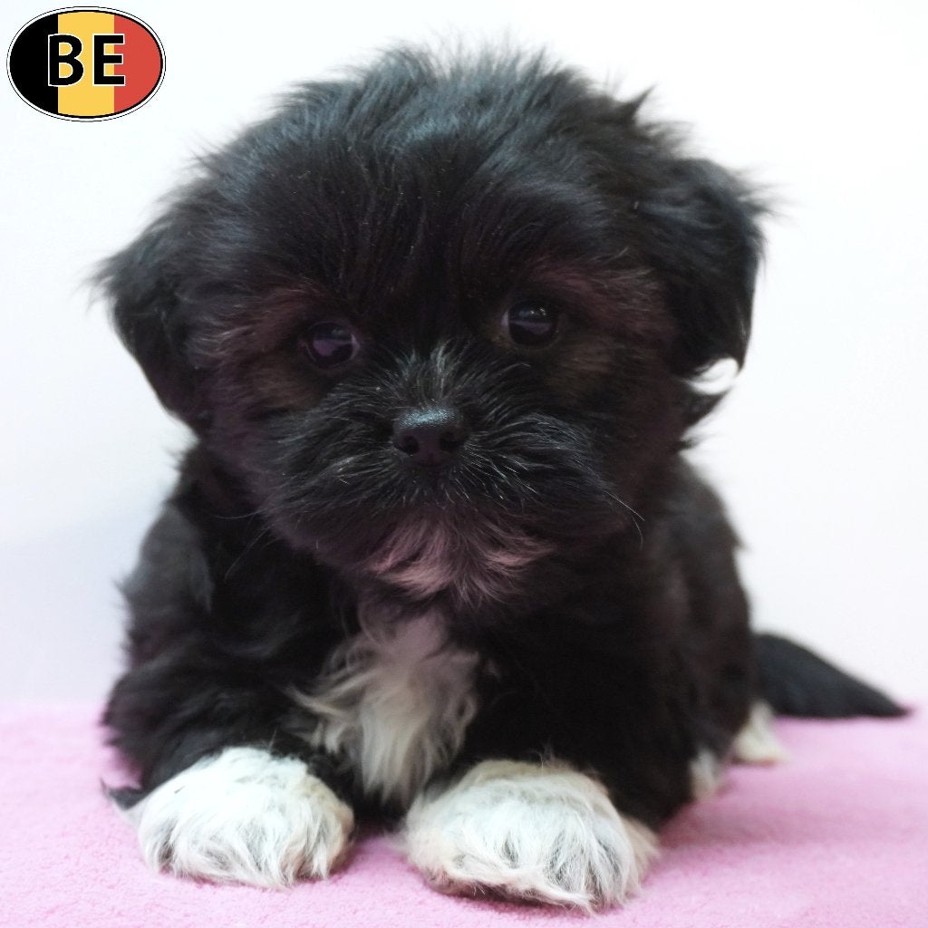 Lhasa Apso (femelles) chiots belges à vendre, Animaux & Accessoires, Commerçant, Maladie de Carré (chiens), Belgique, 8 à 15 semaines