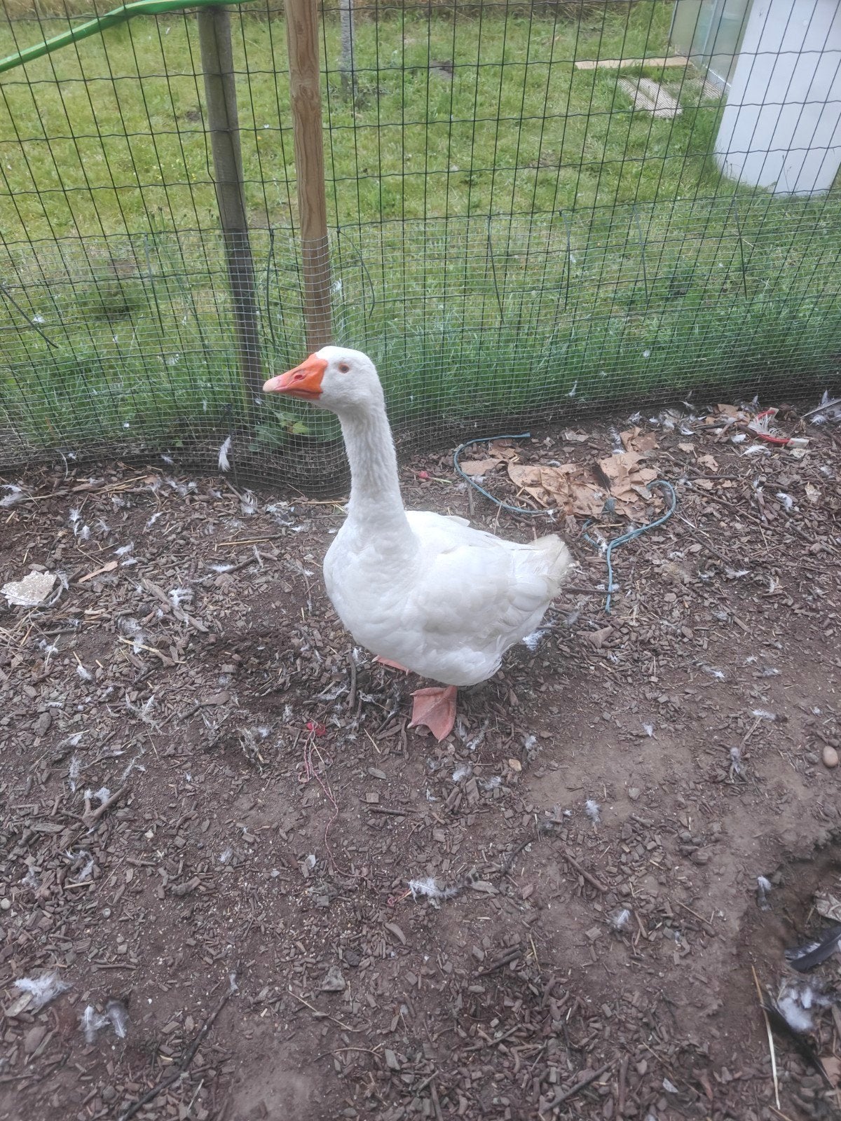 Gans te koop