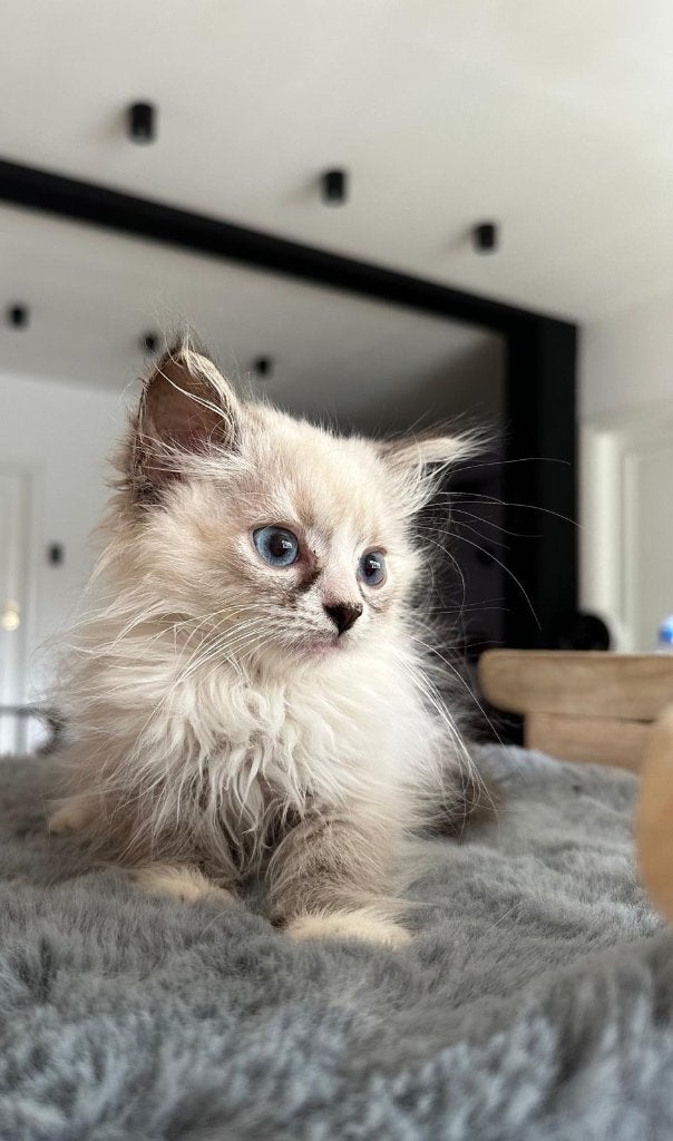 Siberische kitten ( Neva masquerade hypoallergene), Kater, Met stamboom, 0 tot 2 jaar