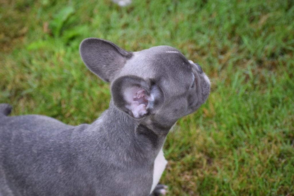 Franse bulldog pups, Animaux & Accessoires, 15 semaines à 1 an, Chien (mâle), Éleveur | Professionnel, Bouledogue