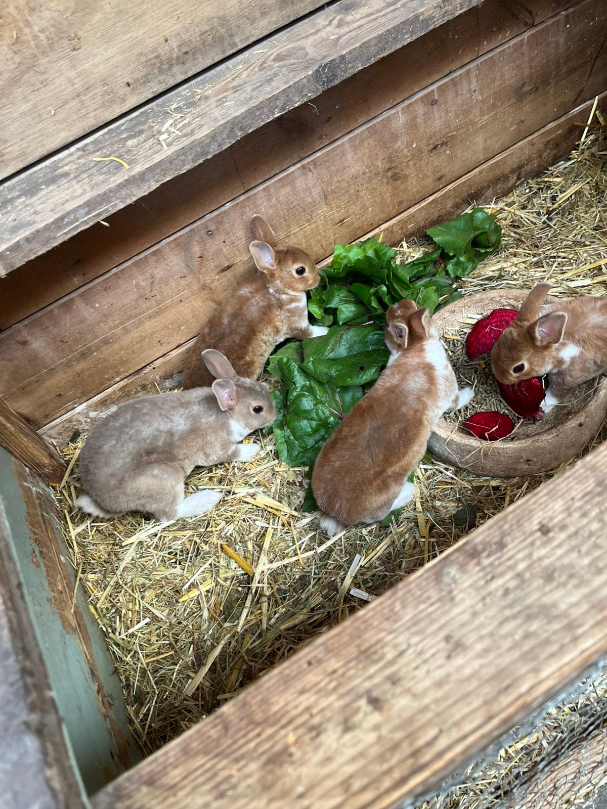 Jonge dwergkonijntjes (mini rex), Dieren en Toebehoren, Konijnen