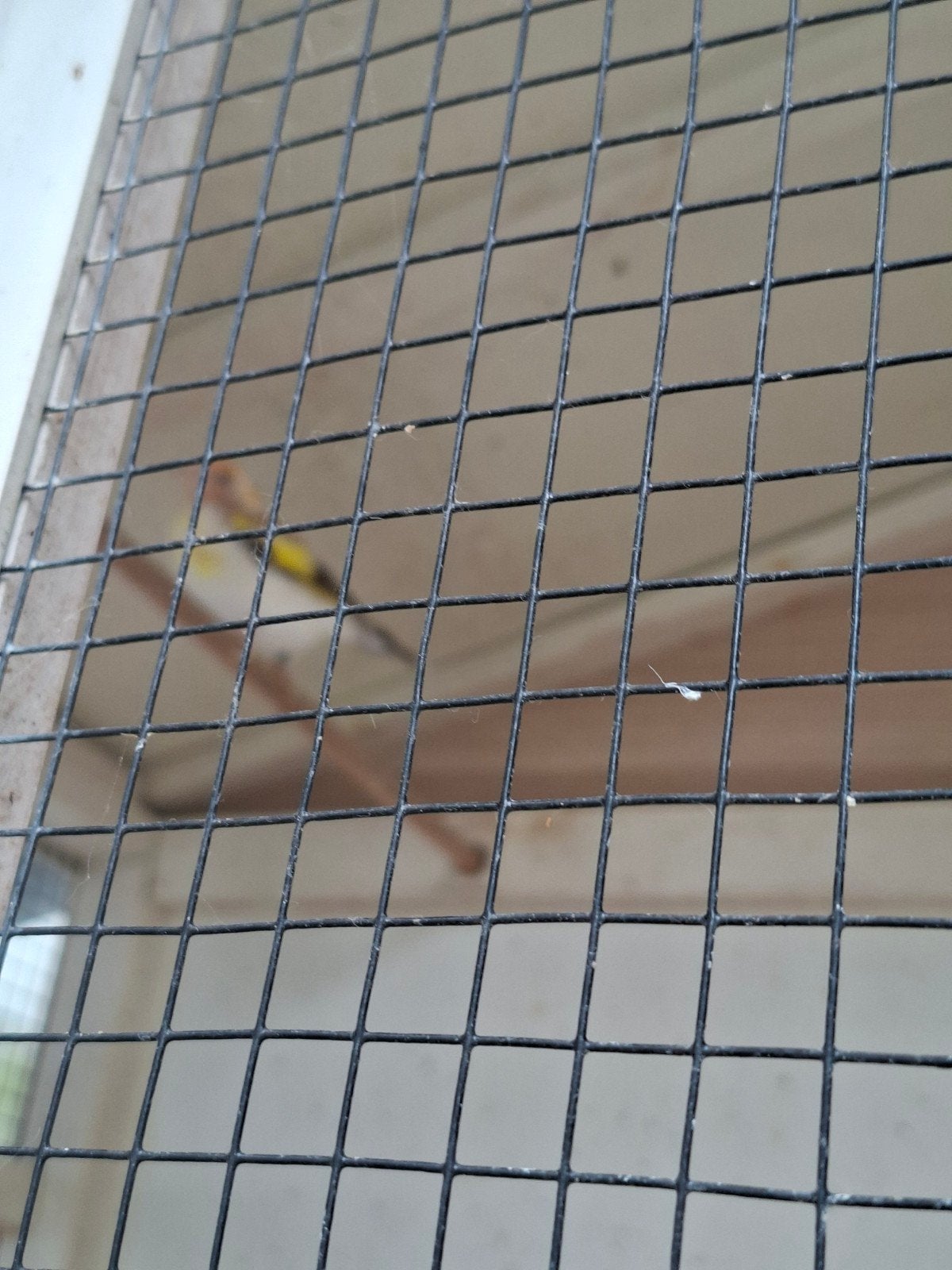 distelvinken 90 euro, Dieren en Toebehoren, Vogels | Toebehoren, Ophalen of Verzenden