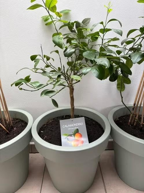 Calamondin citrusboompje in pot, Tuin en Terras, Halfschaduw, Overige soorten, 100 tot 250 cm, Zomer