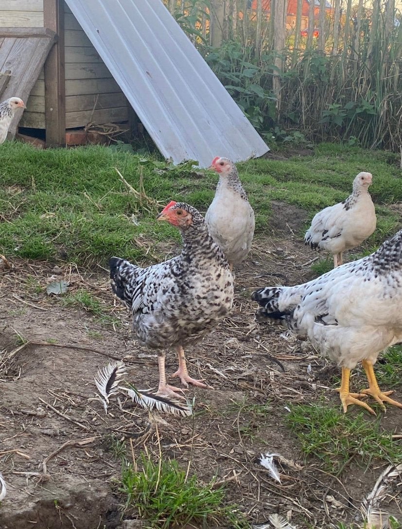 Hanen, Mannelijk, Kip