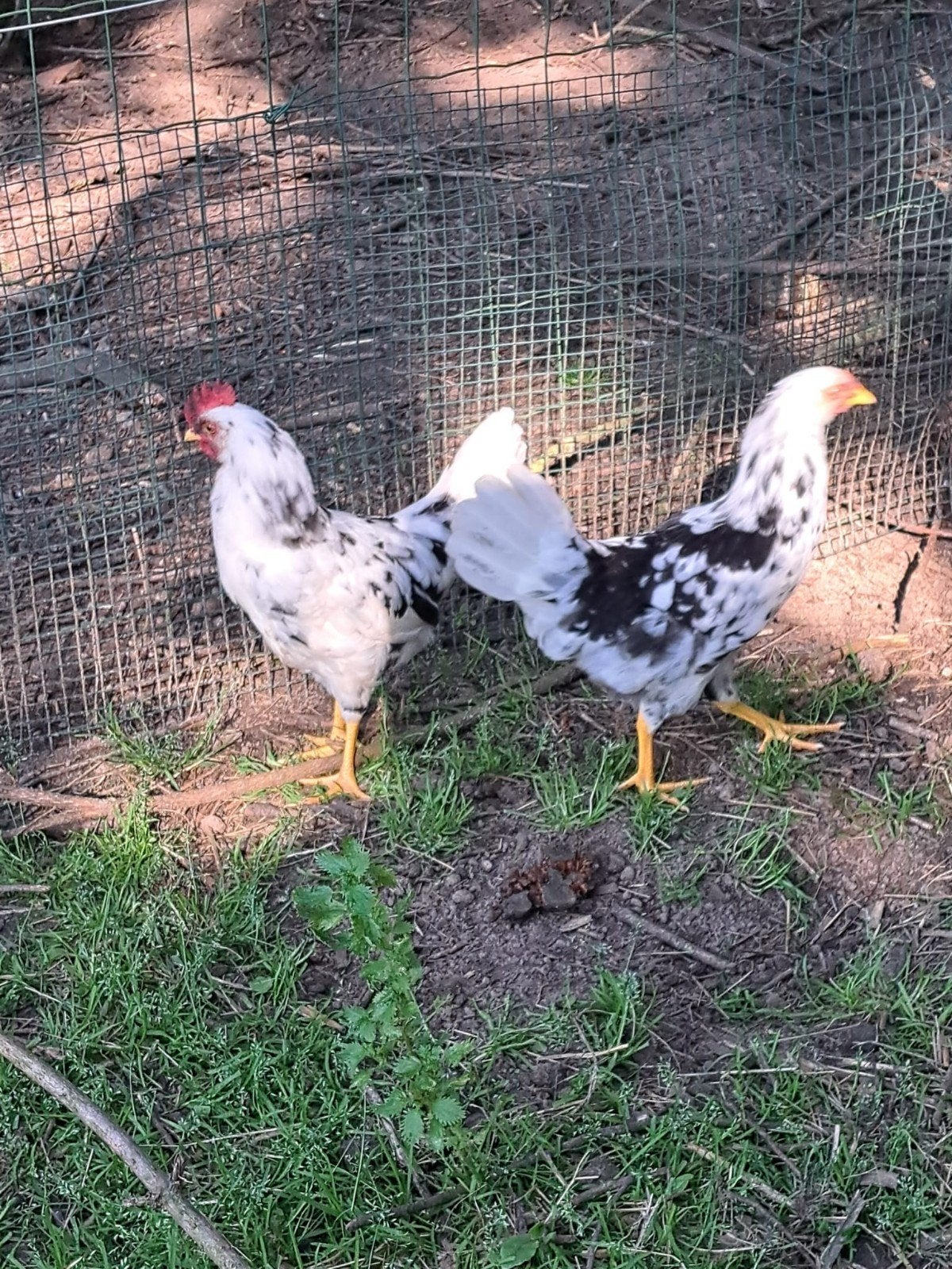 Haan leghorn exchequer