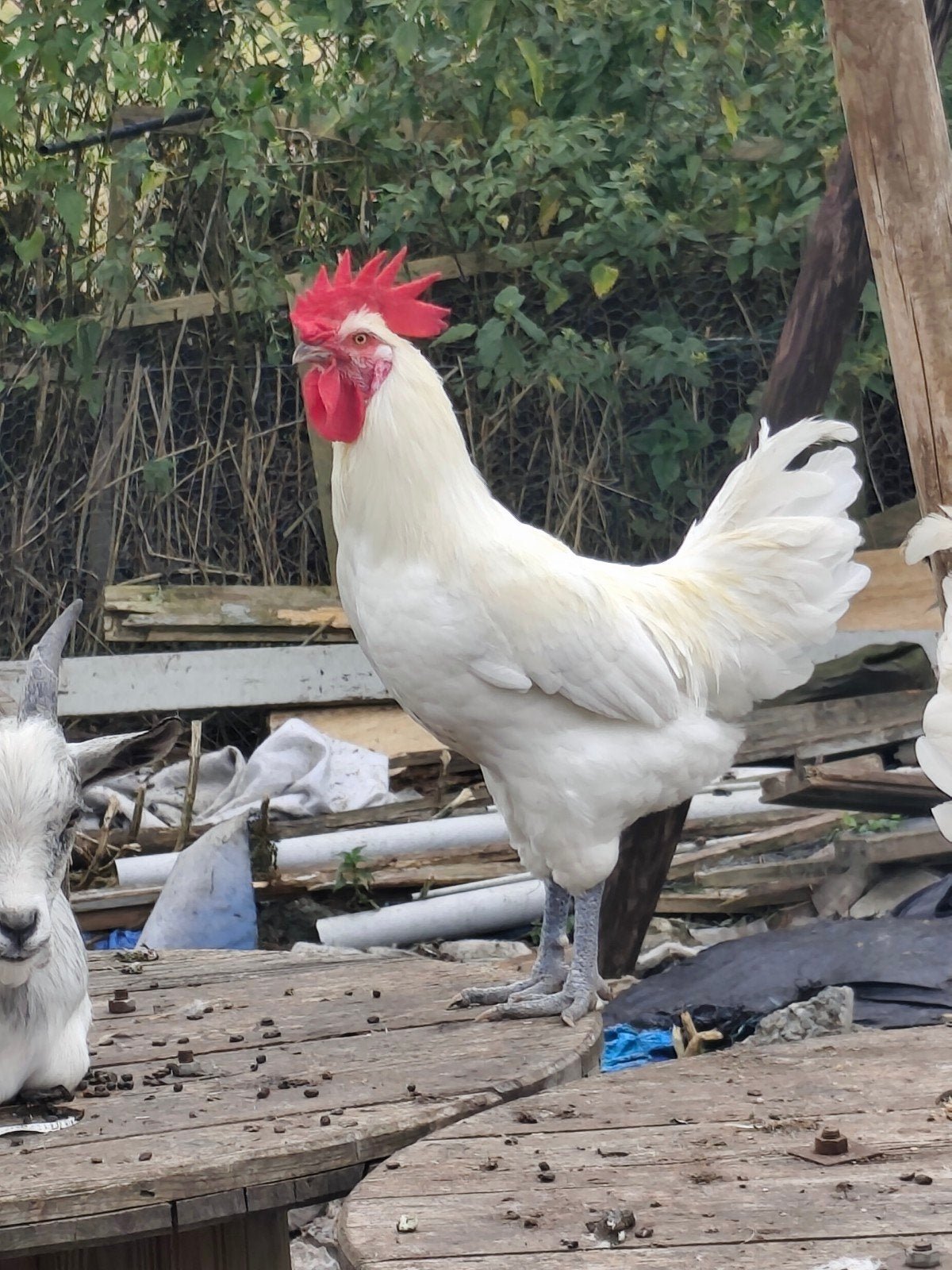 2 haanen, Dieren en Toebehoren